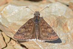 Erynnis scudderi