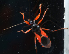 Ectomocoris