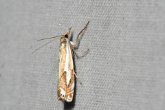 Crambus bidens