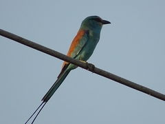 Coracias abyssinicus