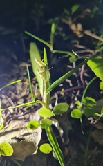Pterostylis irsoniana