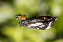 Araneus guttatus