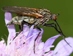Empis