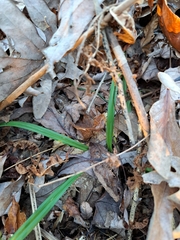 Carex folliculata