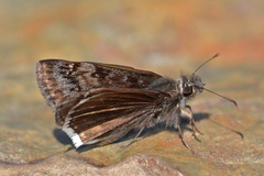Erynnis scudderi