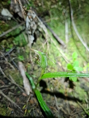 Pterostylis irsoniana