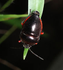 Lampromicra aerea