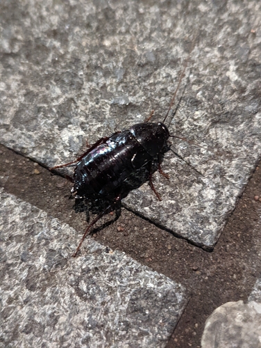 Oriental cockroach