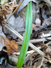 Carex folliculata