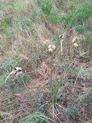 Zephyranthes chlorosolen