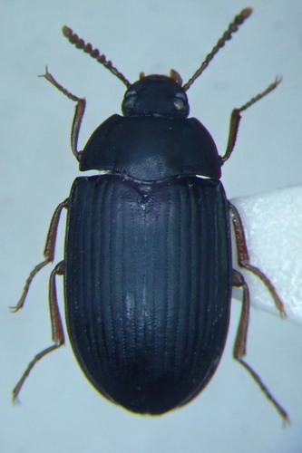 Platydema europaea