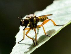 Laphriini