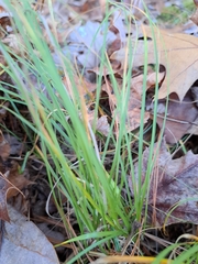 Piptochaetium avenaceum