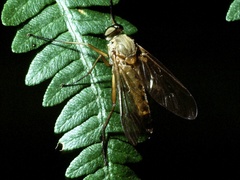 Rhagionidae