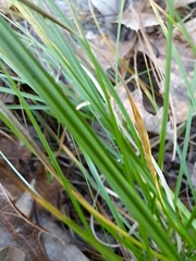 Piptochaetium avenaceum