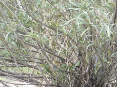 Phylloscopus collybita