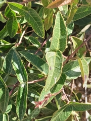 Dolichandra cynanchoides