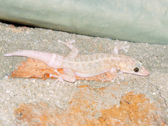 Phyllodactylus