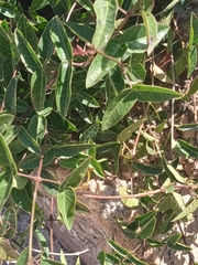 Dolichandra cynanchoides