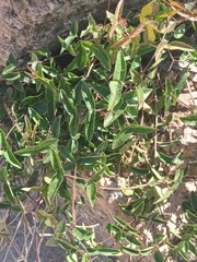 Dolichandra cynanchoides