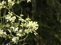 Retanilla ephedra
