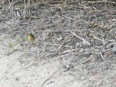 Phylloscopus collybita