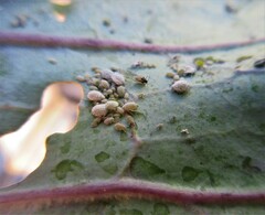 Brevicoryne brassicae