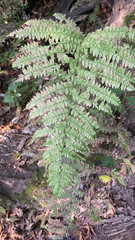 Athyrium