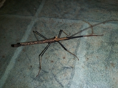 Pseudophasma bispinosum