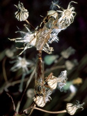Stenopogon