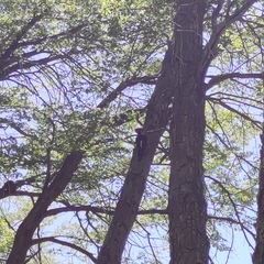 Campephilus magellanicus