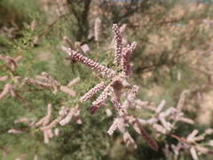 Tamarix gallica