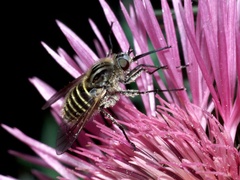 Athericidae