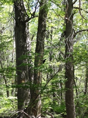 Campephilus magellanicus