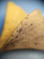 Bartheletia paradoxa