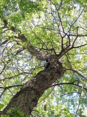 Campephilus magellanicus