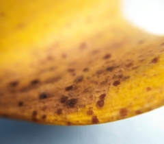 Bartheletia paradoxa