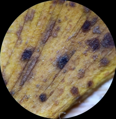 Bartheletia paradoxa