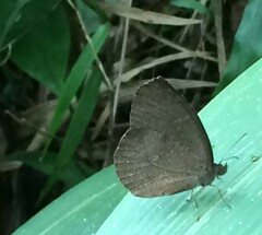 Godartiana muscosa