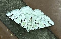 Blenina squamifera