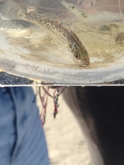 Cynoscion nebulosus