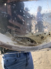 Cynoscion nebulosus