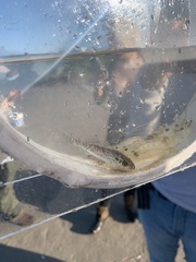 Cynoscion nebulosus