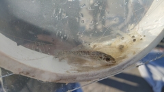 Cynoscion nebulosus
