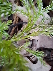 Dendrolycopodium hickeyi