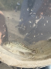 Cynoscion nebulosus