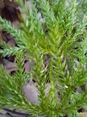 Dendrolycopodium hickeyi