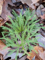 Dendrolycopodium hickeyi