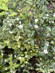 Cotoneaster pannosus