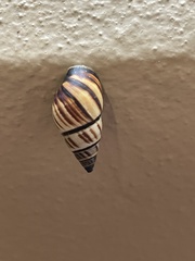 Drymaeus multilineatus